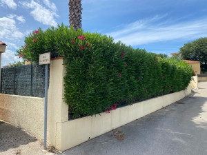 Photo de galerie - Rabattage d’une haie de laurier rose (avant)