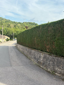 Photo de galerie - Taille de Thuya 