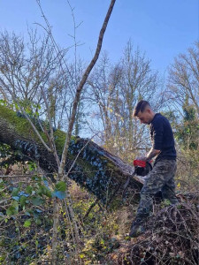 Photo de galerie - Elagage et coupe d'arbres