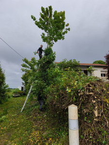 Photo de galerie - élagage taille de haie tontes de pelouse 