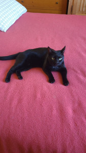 Photo de galerie - Garde chat