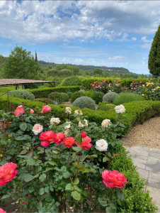 Photo de galerie - Taille, entretien rosier, et prévention des maladies, désherbage 