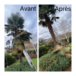 Photo de galerie - Nettoyage d’un palmier 