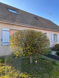 Photo de galerie - Soûl crevette tailler en boule après 6mois sans l’avoir tailler