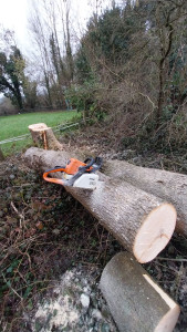 Photo de galerie - Abattage d'un arbre 
