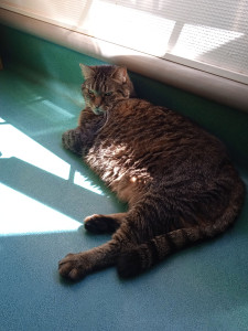 Photo de galerie - Merci Elodie pour ton savoir faire avec les chats surtout que mimi n'est pas commode en général et depuis que tu passes la voir, elle s'adoucit ?. 5/5⭐