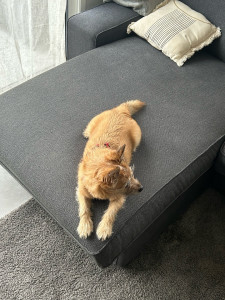 Photo de galerie - Garde chien