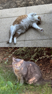 Photo de galerie - Hector & Lemon - 15j à domicile 