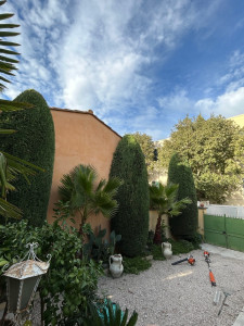 Photo de galerie - Taille de ces cyprès de Provence 