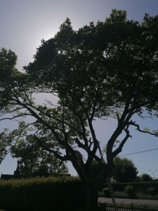 Photo de galerie - Elagage et coupe d'arbres