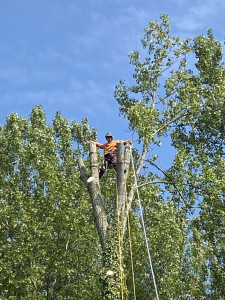Photo de galerie - Elagage et coupe d'arbres
