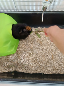 Photo de galerie - Pazu mignon petit cochon d'Inde. Adorable.