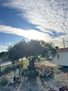 Photo de galerie - Elagage et coupe d'arbres
