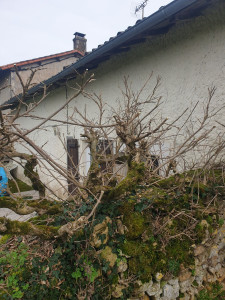 Photo de galerie - Glycine 