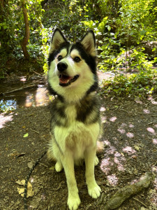 Photo de galerie - Garde chien