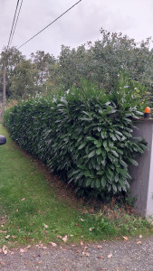 Photo de galerie - Taille de haies et d'arbustes