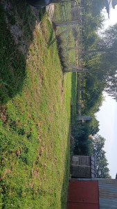 Photo de galerie - Tonte
