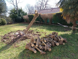 Photo de galerie - Elagage et coupe d'arbres