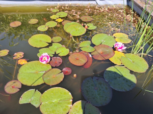 Photo de galerie - Paysagiste - Aménagement du jardin