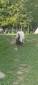 Photo de galerie - Garde chien