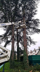 Photo de galerie - Elagage et coupe d'arbres