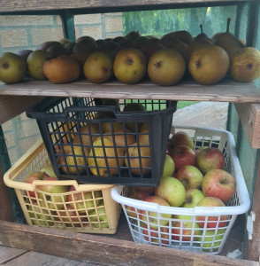 Photo de galerie - Fruits du jardin