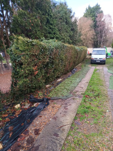 Photo de galerie - Abattage 
