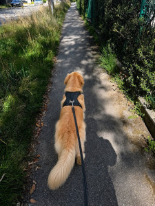 Photo de galerie - Garde chien