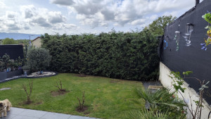 Photo de galerie - Taille de haies et d'arbustes