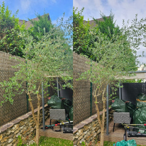 Photo de galerie - Taille d'arbre 