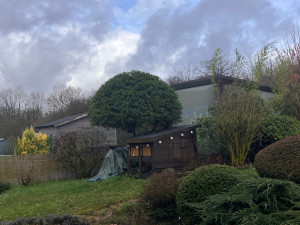 Photo de galerie - Taille de haies et d'arbustes