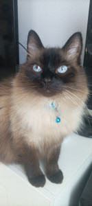 Photo de galerie - Garde chats et visites à domicile