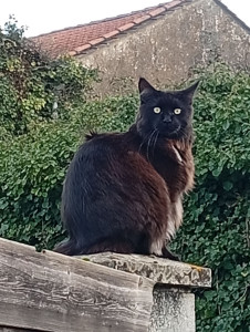 Photo de galerie - Garde chat