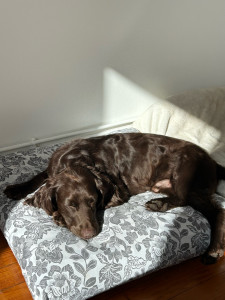 Photo de galerie - Garde d’un chien (type Cocker croisé Springer anglais) à mon domicile sur une durée de 11 jours. Chien pas ok congénère. Tout s’est merveilleusement bien passé ! 