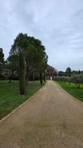 Photo de galerie - Entretien cyprès et tonte a l'année.