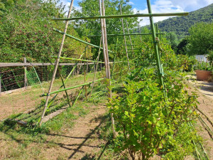 Photo de galerie - Structure bambou pour framboisiers