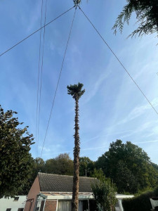 Photo de galerie - Elagage et coupe d'arbres