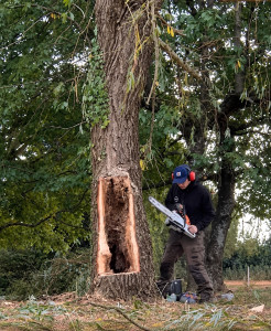 Photo de galerie - Abattage d’un arbre dépérissant avec tronc fortement creux. Intervention sécurisée, débitage et évacuation des déchets verts.