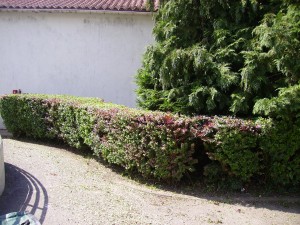 Photo de galerie - Taille de haies et d'arbustes