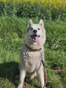 Photo de galerie - Promenade canine