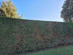 Photo de galerie - Taille haies