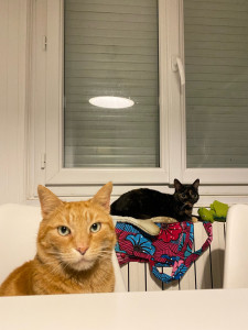 Photo de galerie - Mes 2 chats : Oki et Manhattan 