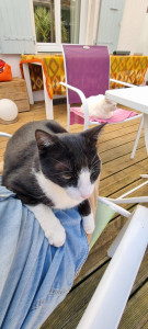 Photo de galerie - Garde chat