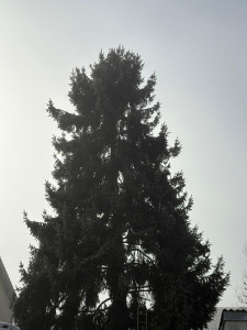 Photo de galerie - Etetage sapin sécurité pour les intempéries 