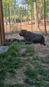 Photo de galerie - Garde chien