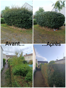 Photo de galerie - Taille de haies et d'arbustes