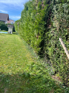 Photo de galerie - Taille de haies et d'arbustes