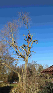 Photo de galerie - élagage / abattage des arbres 