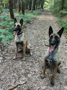 Photo de galerie - Garde chien