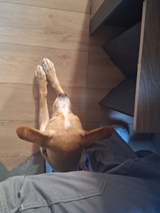 Photo de galerie - Garde de bella pour la semaine ?